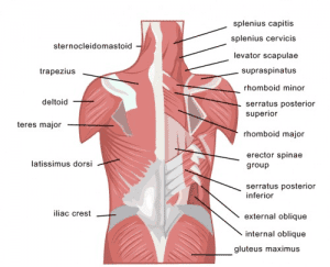 Beat lower back pain with exercise! Lower Back Muscles 300x243