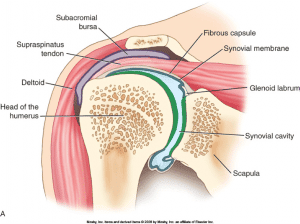 Frozen Shoulder 300x224