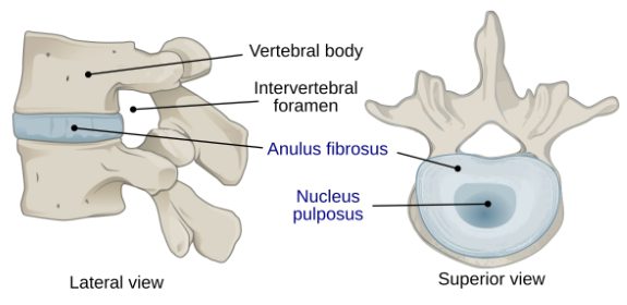 The Anatomy of a Spinal Disc